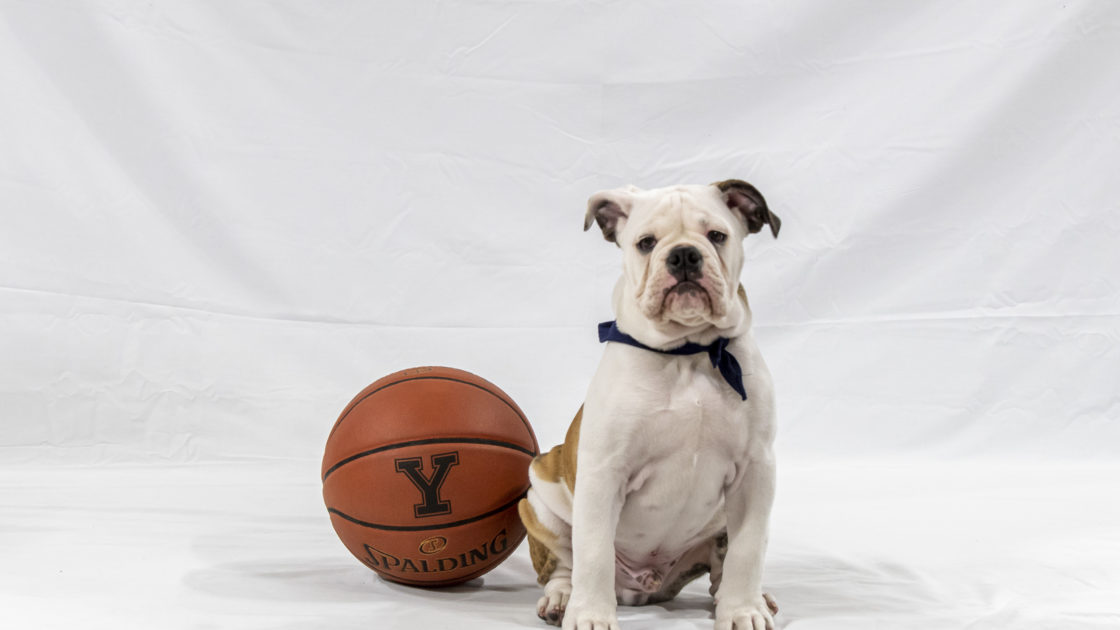 Yale Bulldogs